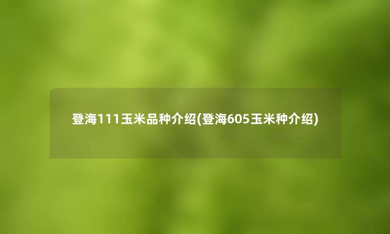 登海111玉米品种介绍(登海605玉米种介绍)