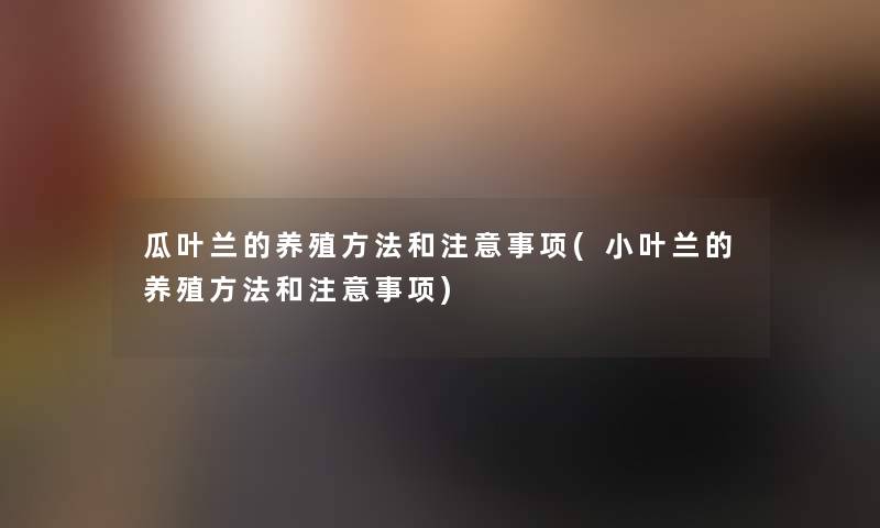 瓜叶兰的养殖方法和事项(小叶兰的养殖方法和事项)